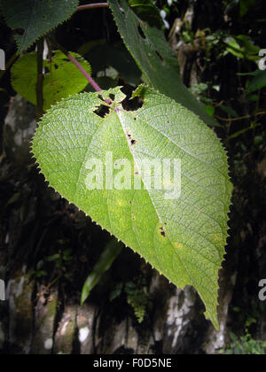 Stinging Tree (gympie Gympie, Dendrocnide Moroides) With Pink Fruit In ...