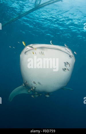 Massive whale shark coming through with golden trevally leading the way and with remora in tow, Cenderawasih Bay, West Papua, In Stock Photo