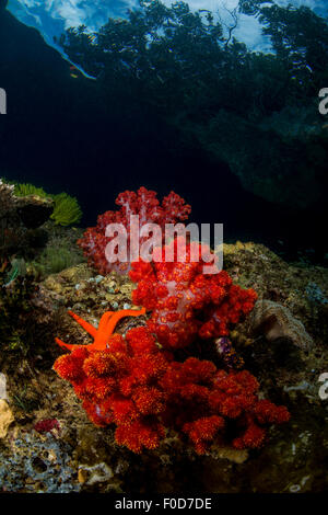 Red and white soft coral seen through a window in the water, with overhanging tree shadows above, and a orange sea star on a roc Stock Photo