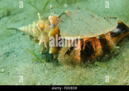 Blue-eyed hermit crab, West Palm Beach, Florida. Stock Photo