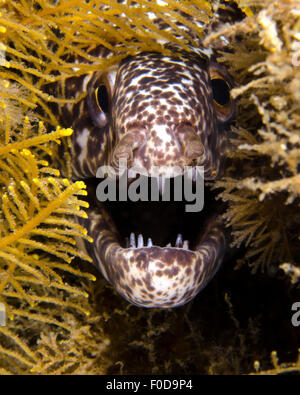 Close-up view of an angry spotted moray eel, West Palm Beach, Florida.