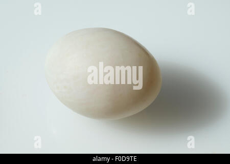 Entenei, Ei; Enteneier, Stock Photo