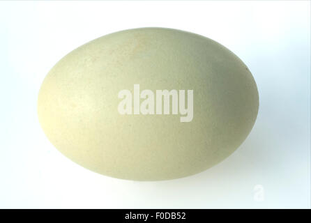 Gruenes; Ei; Huehnerei; Eier; Stock Photo