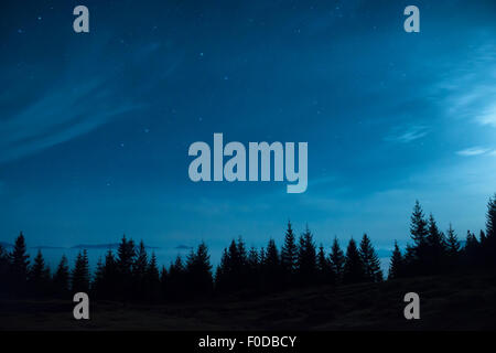 Forest of pine trees under moon and blue dark night sky with many stars ...