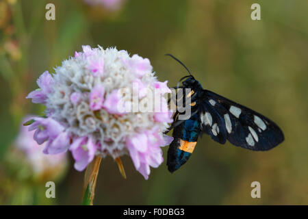 Nine-spotted moth (Amata phegea) male, side view, sitting on a flower, Middle Elbe Biosphere Reserve, Dessau, Saxony-Anhalt Stock Photo