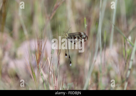Spoonwing lacewing Thread-winged Antlion (Nemoptera sinuata), Sierra Nevada, Andalucia, Spain.