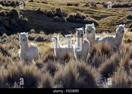 White lamas (Lama glama) in Paja grass, Sajama National Park, Bolivia Stock Photo