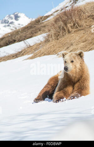 Brown bear (Ursus arctos), in the snow, Kamchatka, Russia Stock Photo