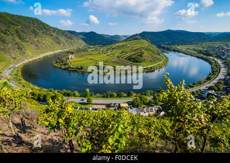 River bend of the Moselle, Bremm, Moselle valley, Rhineland-Palatinate, Germany Stock Photo