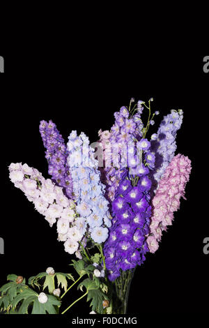 Delphinium blooms on a black background Stock Photo