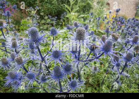 Erygium varifolium, sea holly Stock Photo