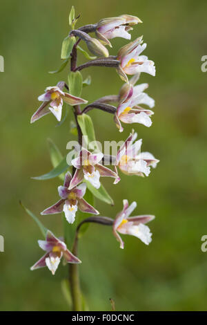 Marsh helleborine - Epipactis palustris Stock Photo