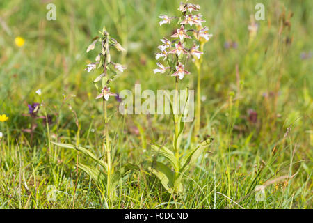 Marsh helleborine - Epipactis palustris Stock Photo