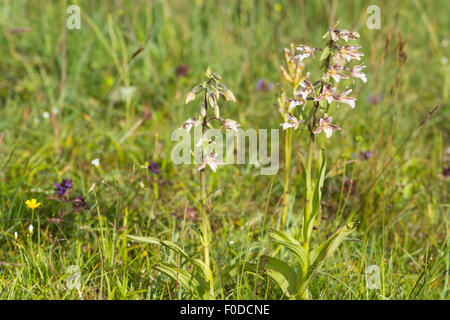 Marsh helleborine - Epipactis palustris Stock Photo