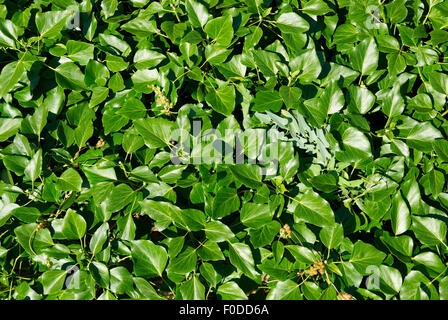 A textured wall of the green leaves. Stock Photo