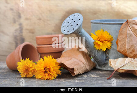 composition with autumnal leaves, watering can, flowers and pots Stock Photo