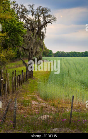 A field of grass growing along the edge of a woodline with a spooky oak tree covered in Spanish Moss Stock Photo