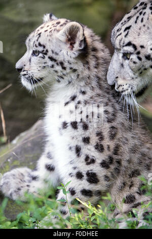 Cologne, Germany. 13th Aug, 2015. The snow leopard mum Siri with her cub Barid in their enclosure in the Cologne Zoo, Cologne, Germany, 13 August 2015. The baby boy cub Barid (Tibeten for 'Cloud') was born on 8 May 2015 and is only for the first time today allowed to roam in the free enclosure. Photo: FEDERICO GAMBARINI/DPA Credit:  dpa picture alliance/Alamy Live News Stock Photo