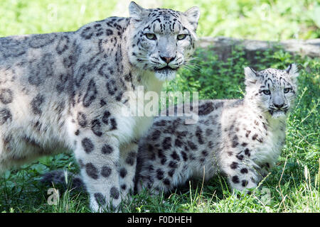 Cologne, Germany. 13th Aug, 2015. The snow leopard mum Siri with her cub Barid in their enclosure in the Cologne Zoo, Cologne, Germany, 13 August 2015. The baby boy cub Barid (Tibeten for 'Cloud') was born on 8 May 2015 and is only for the first time today allowed to roam in the free enclosure. Photo: FEDERICO GAMBARINI/DPA Credit:  dpa picture alliance/Alamy Live News Stock Photo
