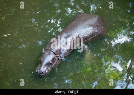 pygmy hippo and baby in the lake Stock Photo