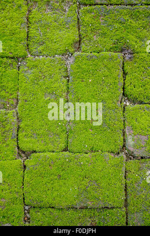 Brick wall covered with green moss. Stock Photo