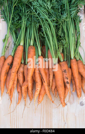 Daucus carota. Freshly dug organic carrots Stock Photo