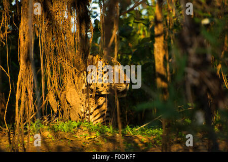 Jaguar (Panthera onca) resting in the shores of Três Irmãos river in Mato Grosso estate, the region is called Pantanal. Stock Photo