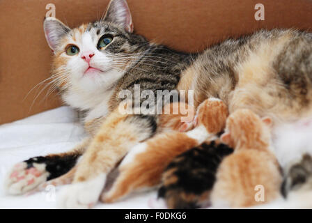 cat feeding little kittens in a cardboard box Stock Photo