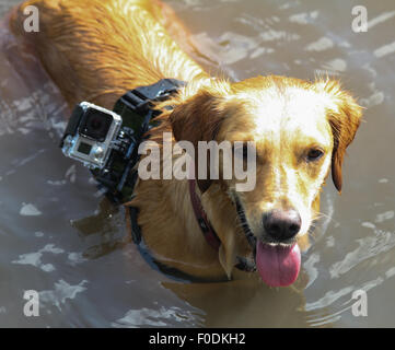 Golden retriever wears a GoPro camera in a river Stock Photo