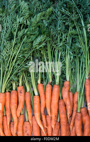 Daucus carota. Freshly dug organic carrots Stock Photo