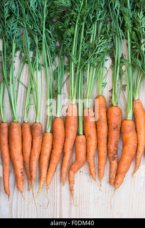 Daucus carota. Freshly dug organic carrots Stock Photo