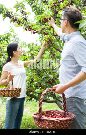 Indian wife and her husband picking up organic vegetables from home ...