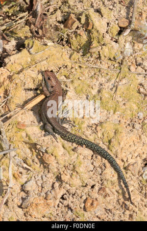 Juvenile Common Lizard basking in the sun