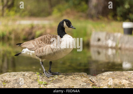 Canada Goose standing just watching, ready on the edge of the water. Stock Photo