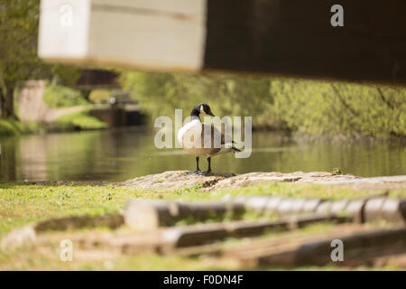 Canada Goose standing just watching, viewed from the other side of a lock gate beam. Stock Photo