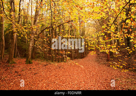 Woodland path covered in autumnal leaves Stock Photo