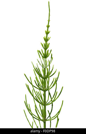 Ackerschachtelhalm; Equisetum; arvense; Stock Photo