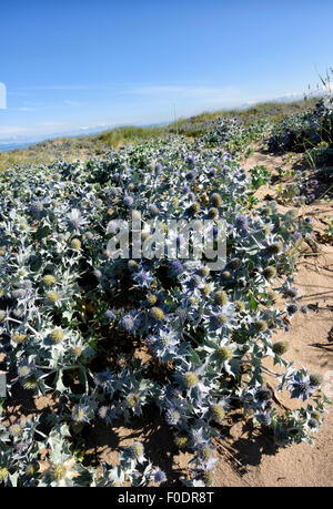 Clumps of Sea Holly (Eryngium maritimum) on the sand dunes and beach at Fleetwood, Lancashire, UK Stock Photo