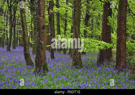 Bluebells in Delcombe Wood, Dorset UK Stock Photo