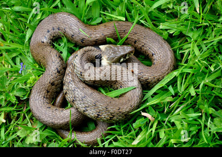 Grass snake curled up in grass UK Stock Photo