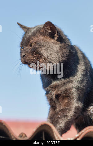 Portrait of old black street cat badly damaged in battles Stock Photo
