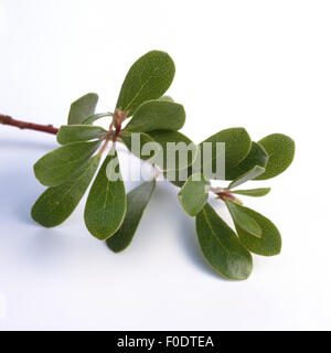 Baerentraube, Arctostaphylos, Uva-ursi, Beeren, Bodendecker, Heilpflanze, Stock Photo