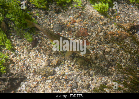 brown trout swimming in the river test Stock Photo