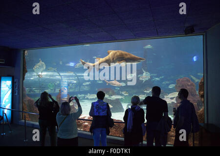 Barcelona Aquarium ocean fish tank in Barcelona, Catalonia, Spain Stock Photo