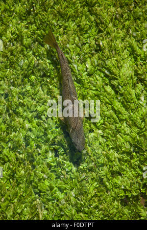 A brown trout in the river test from a above, Stock Photo