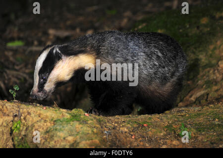 A badger searching for food at night UK Stock Photo