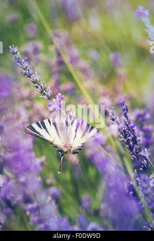 Butterfly at lavender flower, over blurred background. Soft and blur style for background. Stock Photo