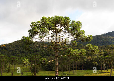 Closeup of upper part of Araucaria angustifolia ( Brazilian pine) with sky and clouds background,  Brazil. Selective focus Stock Photo