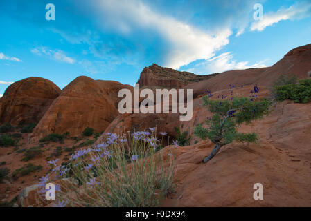 Desert Flora Cave Point, Grand Staircase - Escalante National Monument  Horizontal Composition Stock Photo