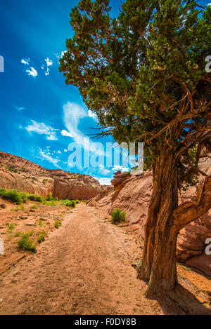 Single Tree in the Canyon Coyote Gulch Utah Landscape Vertical Stock Photo